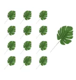 monstera-lisc-12-sztuk