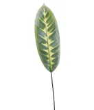 lisc-zielony-70cm