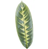 lisc-zielony-70cm