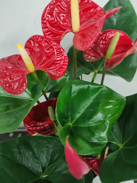 Anturium Andrego - Anthurium andraeanum  140333196 - ERLI.pl