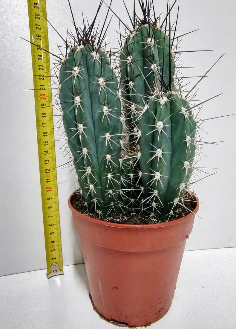 kaktus-stetsonia-coryne-m-rodzaj-rosliny-rosliny-zielone