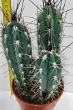 kaktus-stetsonia-coryne-m-rodzaj-rosliny-rosliny-zielone