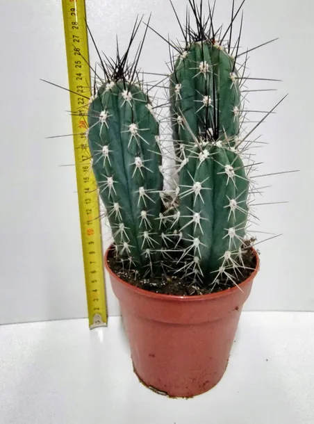 kaktus-stetsonia-coryne-m-rodzaj-rosliny-rosliny-zielone