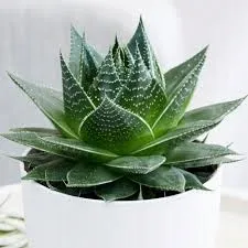 Aloes ocisty - Aloe aristata - Gsty i Duy  140333206 - ERLI.pl