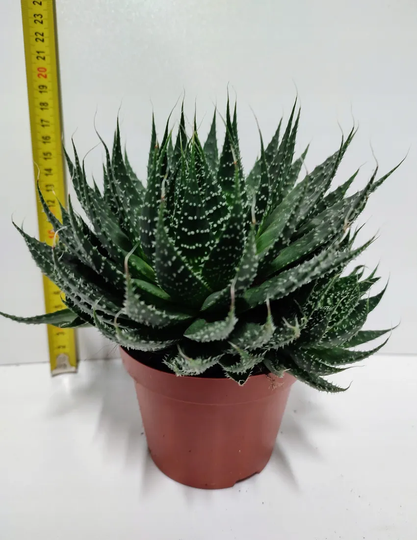 aluna aloe vera green tea Aloe Vera Green Tea main image 1