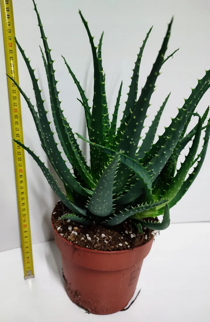 aloe vera stiche POST BITE Creme – lindernde Pflege nach Insektenstichen – 15 ml main image 0