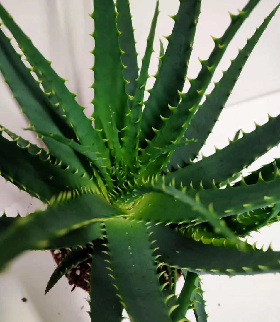 gel di aloe puro Gel Aloe Vera Puro: Hidratación y Cuidado Natural Para Tu Piel – Aloe Vera  Las Coronas main image 0