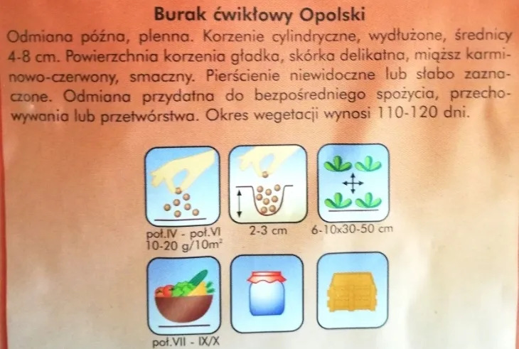 burak-cwiklowy-opolski-cykl-rozwojowy-rosliny-jednoroczna