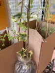 Zdjęcie produktu od kupującego
