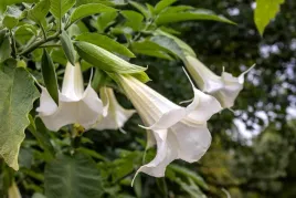 brugmansja-datura-biala-white-p9