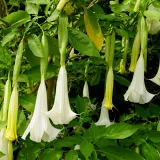 brugmansja-datura-biala-white-p9-rodzaj-rosliny-liliowce