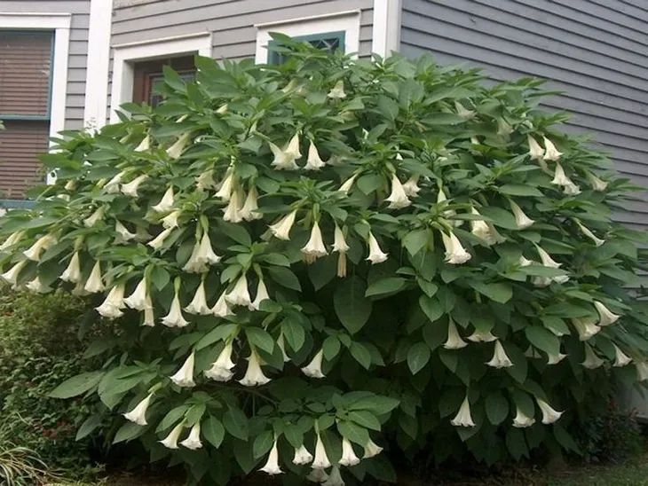 brugmansja-datura-biala-white-p9-rodzaj-rosliny-liliowce