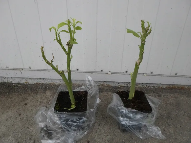 brugmansja-datura-biala-white-p9-rodzaj-rosliny-liliowce