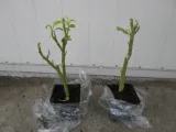 brugmansja-datura-biala-white-p9-rodzaj-rosliny-liliowce