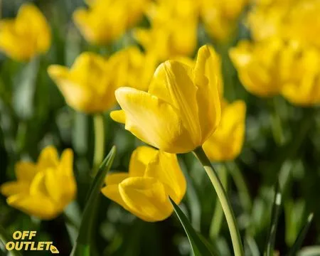 undefined_undefined