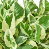 epipremnum-aureum-n-joy