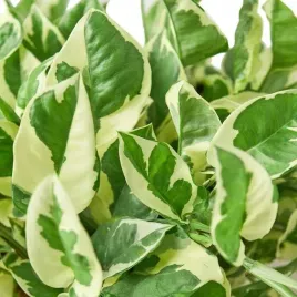 epipremnum-aureum-n-joy