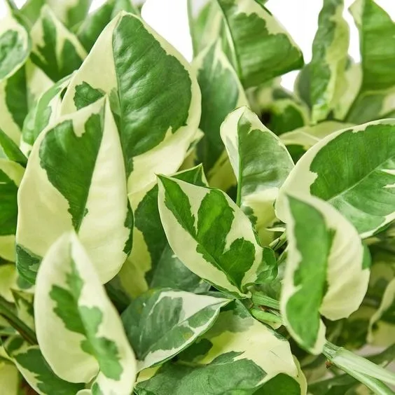 epipremnum-aureum-n-joy