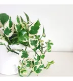 epipremnum-aureum-n-joy-rodzaj-rosliny-rosliny-zielone