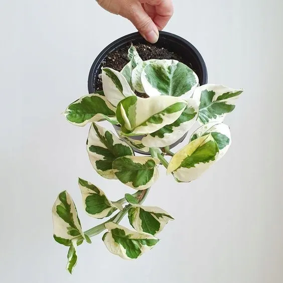 epipremnum-aureum-n-joy-roslina-w-postaci-sadzonka-w-pojemniku-do-05l
