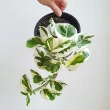 epipremnum-aureum-n-joy-roslina-w-postaci-sadzonka-w-pojemniku-do-05l