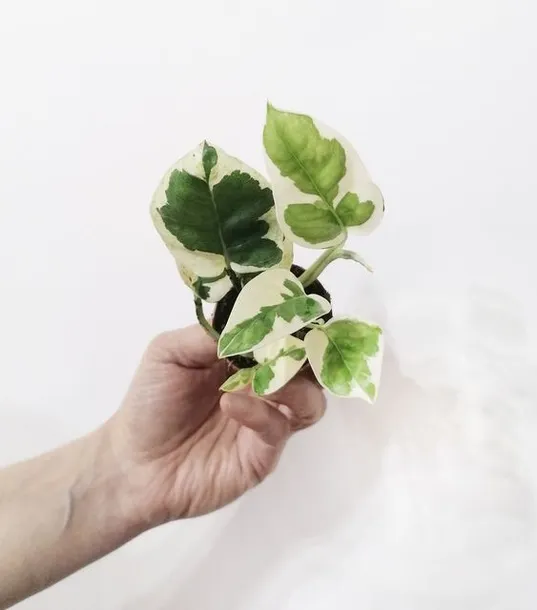 epipremnum-aureum-n-joy-kod-producenta-epipremnum-aureum-n-joy-d-55