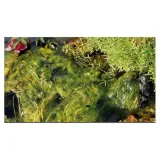 aquaactiv-algo-universal-500-ml-rodzaj-preparatu-biologiczny