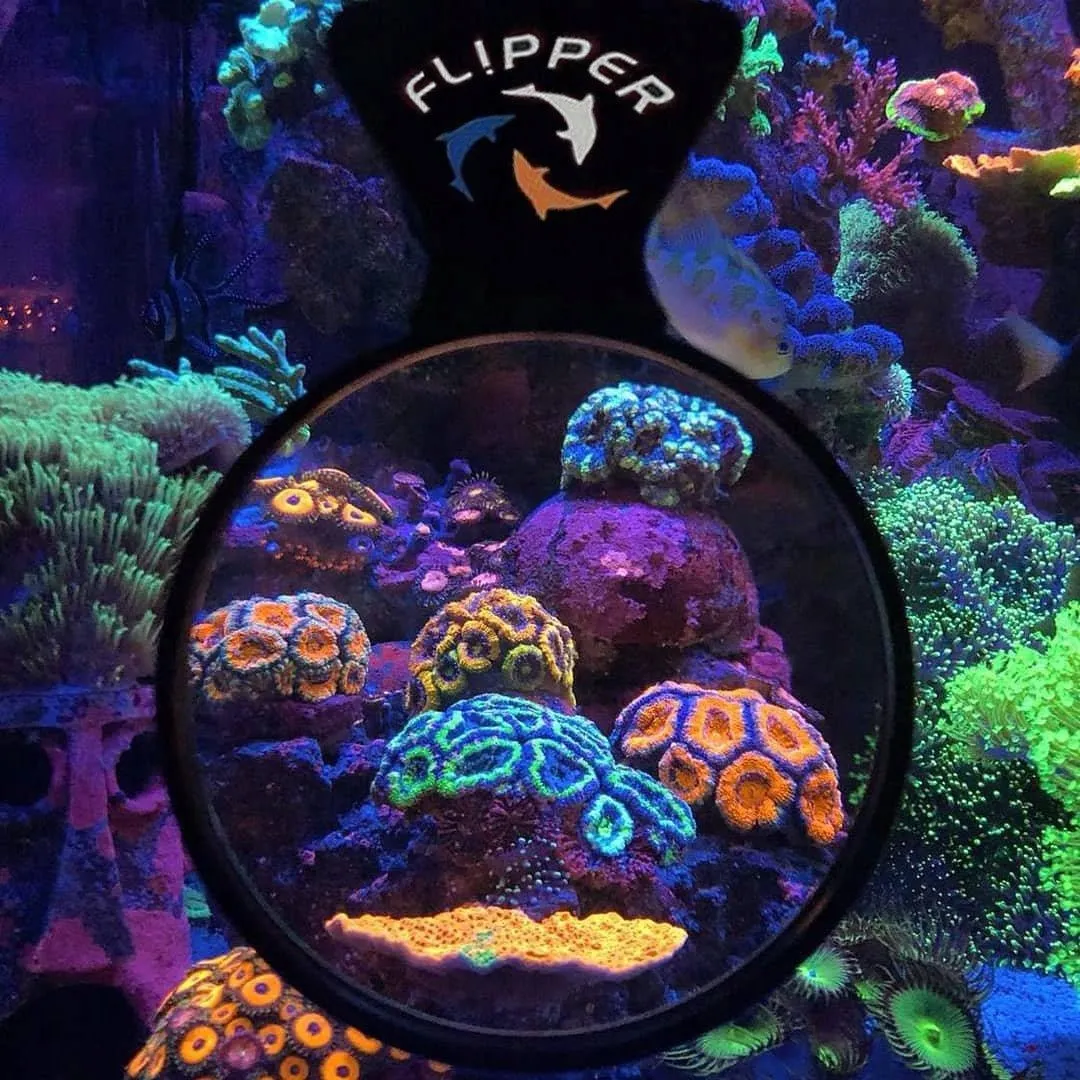 flipper-deepsee-standard-lupa