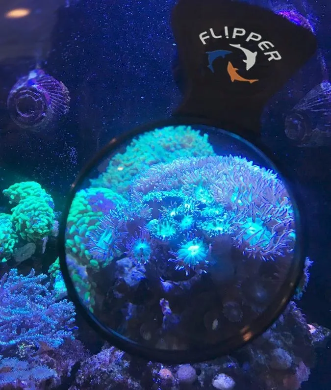flipper-deepsee-standard-lupa-stan-nowy