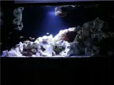 fluval-nano-marine-led-3-0-bluetooth-rodzaj-oswietlenia-diody-led