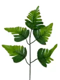 lisc-paproci-bl049-45-cm-stan-nowy