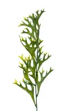 dodatek-losie-rogi-e075-60cm-bialy-stan-nowy