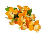 bukiet-z-orchidea-kpl-stan-nowy