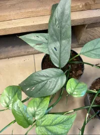 epipremnum-cebu-blue-rozmiar-m