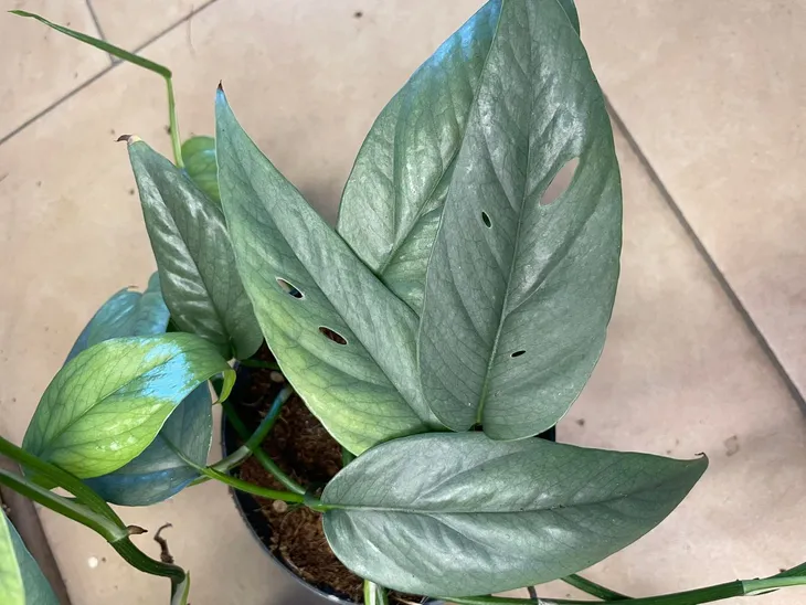 epipremnum-cebu-blue-rozmiar-m-rodzaj-rosliny-rosliny-zielone
