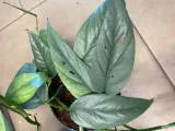epipremnum-cebu-blue-rozmiar-m-rodzaj-rosliny-rosliny-zielone