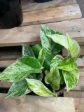 epipremnum-marble-queen