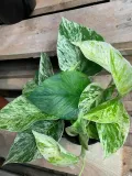 epipremnum-marble-queen-rodzaj-rosliny-rosliny-zielone
