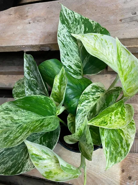 epipremnum-marble-queen-rodzaj-rosliny-rosliny-zielone
