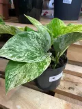 epipremnum-marble-queen-rodzaj-rosliny-rosliny-zielone