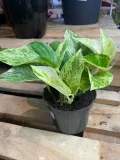 epipremnum-marble-queen-rodzaj-rosliny-rosliny-zielone