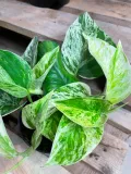 epipremnum-marble-queen-rodzaj-rosliny-rosliny-zielone