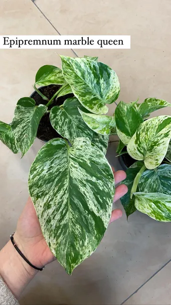 epipremnum-marble-queen-rodzaj-rosliny-rosliny-zielone