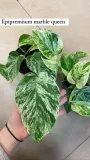 epipremnum-marble-queen-rodzaj-rosliny-rosliny-zielone