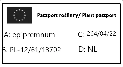epipremnum-marble-queen-rodzaj-rosliny-rosliny-zielone