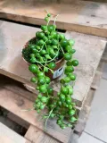 starzec-senecio-rowleyanus-rodzaj-rosliny-rosliny-zielone