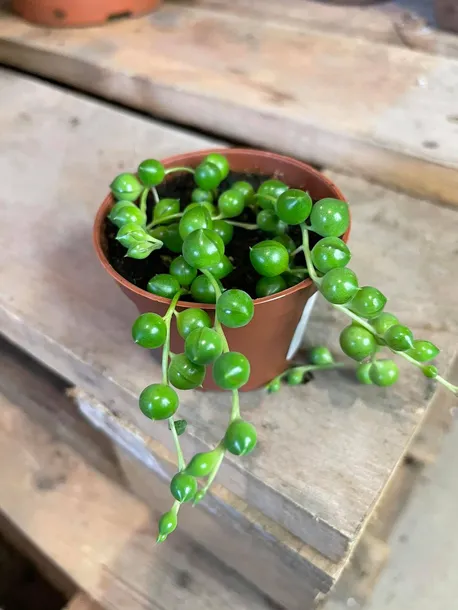 starzec-senecio-rowleyanus-rodzaj-rosliny-rosliny-zielone