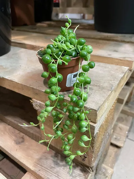 starzec-senecio-rowleyanus-rodzaj-rosliny-rosliny-zielone