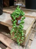 starzec-senecio-rowleyanus-rodzaj-rosliny-rosliny-zielone