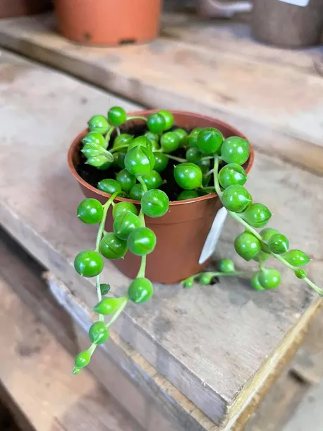 starzec-senecio-rowleyanus-rodzaj-rosliny-rosliny-zielone